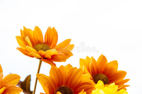 黄橙花