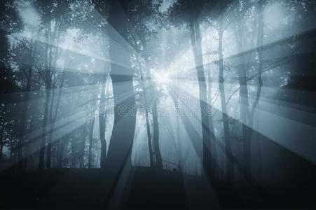 蓝雾笼罩的森林里的阳光