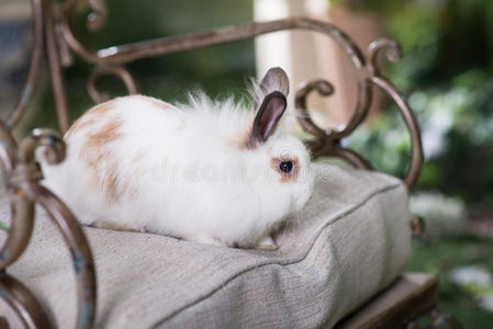 花园里的白兔，可爱的动物