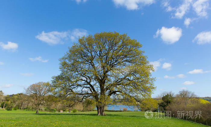 英国田野上美丽的树，蓝天白云