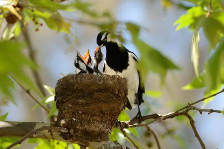 喜鹊百灵鸟喂食照片