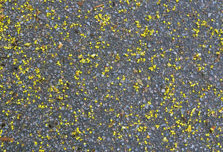 抽象背景。人行道上的枫花。