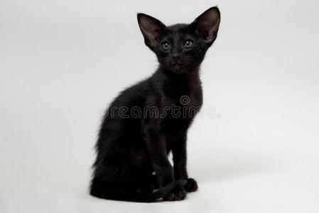 有趣的黑色东方小猫