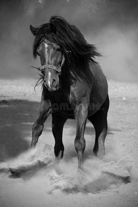 奔腾的黑马照片