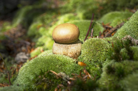 苔藓上的蘑菇