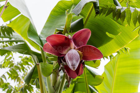 从下面俯瞰正在生长的香蕉或芭蕉照片