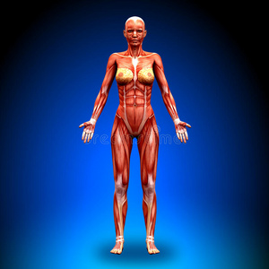 前视图女性解剖肌肉
