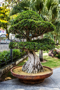热带花园树。