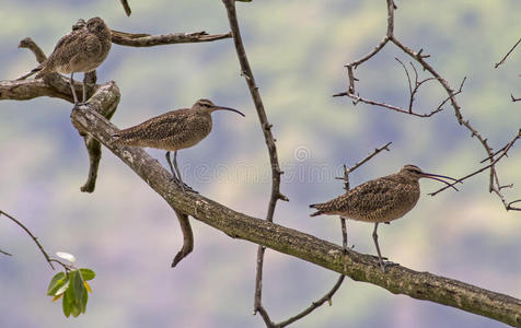 鞭毛numenius phaeopus