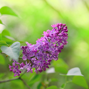 春天的紫丁香花在绿色的背景上