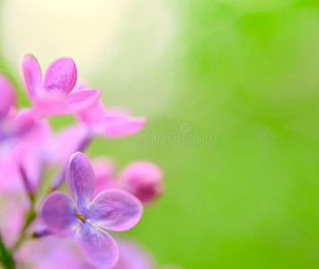 春天的紫丁香花在绿色的背景上