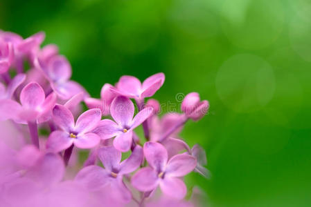 春天的紫丁香花在绿色的背景上