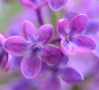 春天的紫丁香花在绿色的背景上