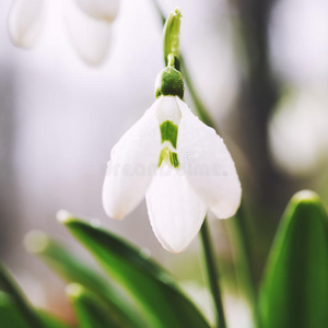 春花雪花