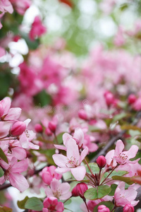 苹果开花枝