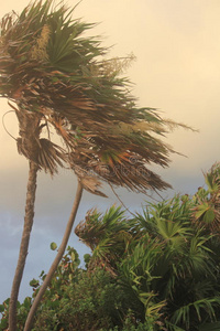 风吹雨打风吹雨打喜怒无常的棕榈树照片
