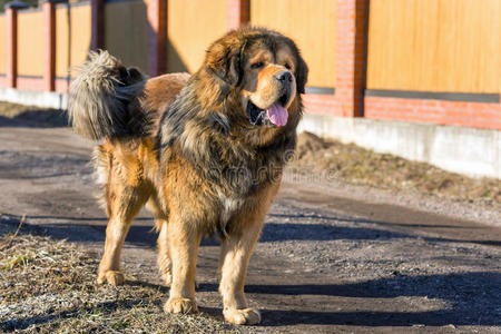 犬种藏獒