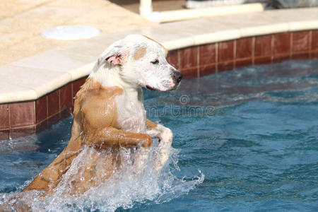 斗牛犬跳进游泳池