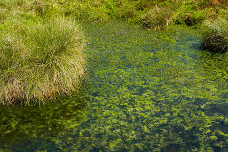 泥塘图片-泥塘素材-泥塘插画-摄图新视界