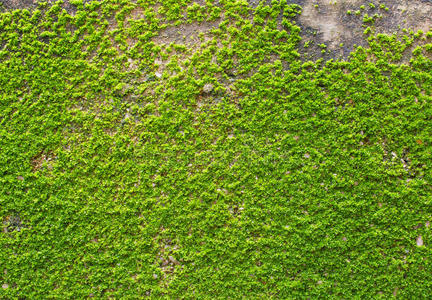 墙面青苔纹理照片