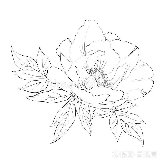 白描牡丹水墨画 插画 正版商用图片1ct637 摄图新视界 白描牡丹水墨画 插画 正版商用图片1ct637 摄图新视界