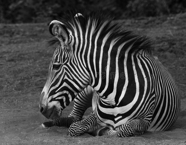 条纹 哺乳动物 自然 野生动物 肯尼亚 动物园 非洲 斑马