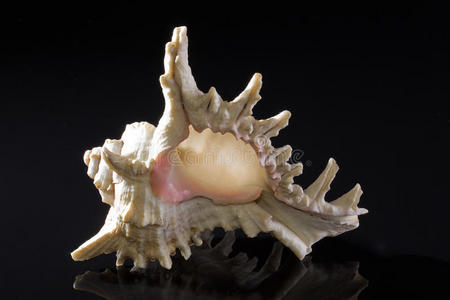 贝壳床黑色背景上孤立的单个贝壳照片