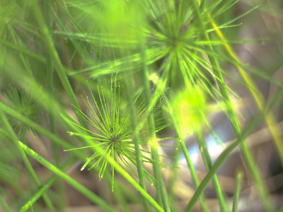 模糊水草背景