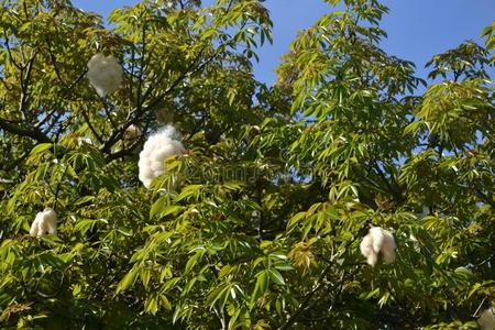 丝绵树照片