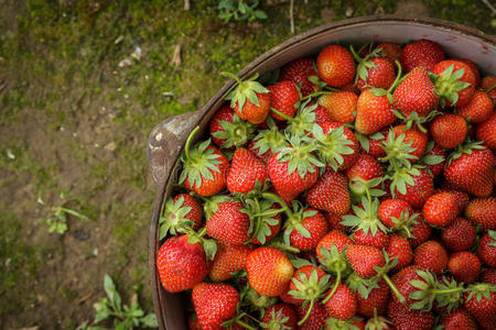 野生天然红草莓，铁锅草莓