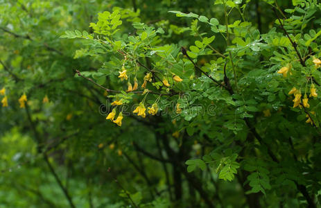 带雨滴和花朵的金合欢树枝