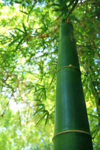 绿色竹林丛林