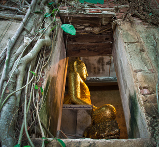 古代佛教教堂四周树木根系在泰国，亚洲