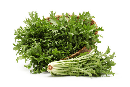 (苣荬菜 oleraceus) 特写常见的苦菜杂草 (苣荬菜 oleraceus) 在一个