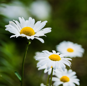 草原上的野生洋甘菊