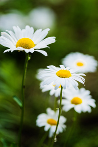 草原上的野生洋甘菊