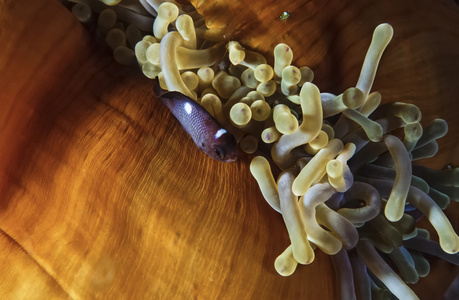 年轻的小丑鱼和 anemonefish