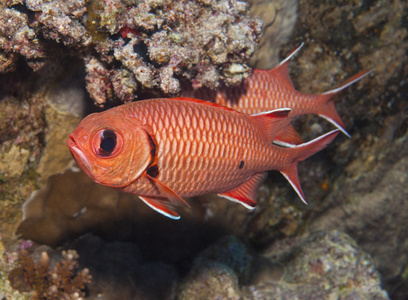 在一片珊瑚礁上 blotcheye soldierfish