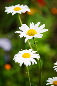 草原上的野生洋甘菊