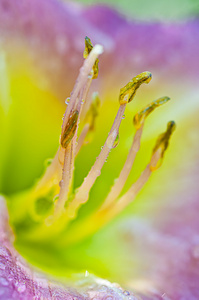 黄花菜雄蕊