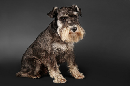 西部高地白梗犬品种的狩猎 f两个巨型雪纳瑞狗西高地白梗是苏格兰饲养