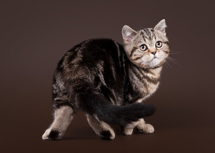 暗棕色背景上小黑色大理石英国小猫