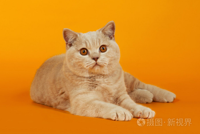 英国短毛猫橙色背景上