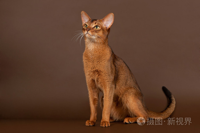 黑色棕色背景上红润的阿比西尼亚猫