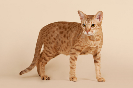 ocicat 雄性猫上浅米色背景