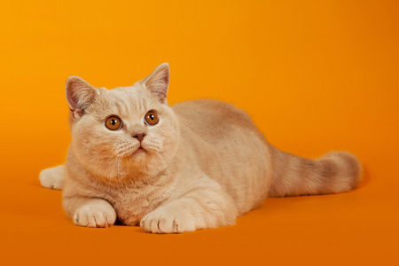英国短毛猫橙色背景上