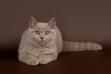 小丁香英国猫暗棕色背景上