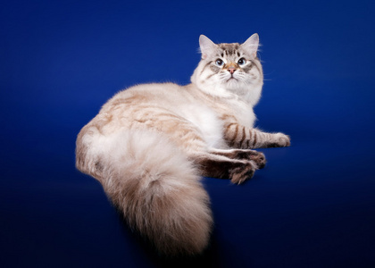 深蓝色背景上的年轻西伯利亚猫