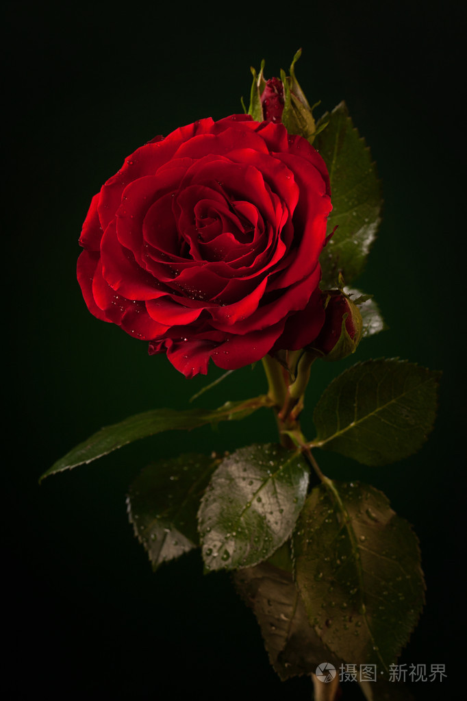 关门的暗绿色背景上的红玫瑰