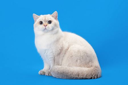 年轻的金黄颜色点英国小猫上浅蓝色背景照片